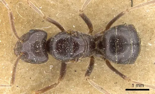 Lasius fuliginosus specimen CASENT0903207 image casent0903207_1