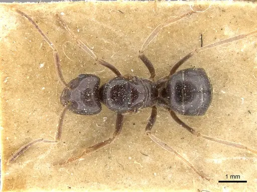 Lasius fuliginosus specimen CASENT0903207 image casent0903207_2