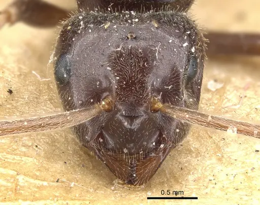 Lasius fuliginosus specimen CASENT0903207 image casent0903207_3