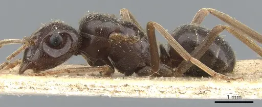 Lasius fuliginosus specimen CASENT0903207 image casent0903207_4