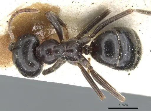 Lasius fuliginosus specimen CASENT0903208 image casent0903208_1