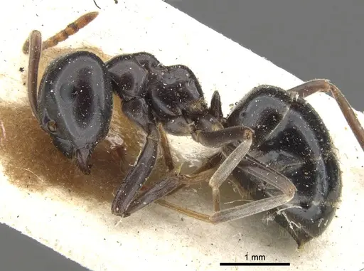 Lasius fuliginosus specimen CASENT0903208 image casent0903208_3
