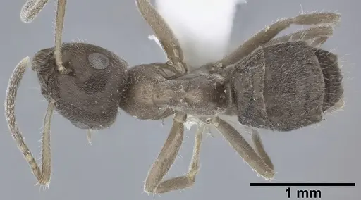 Lasius grandis specimen CASENT0246613 image casent0246613_1