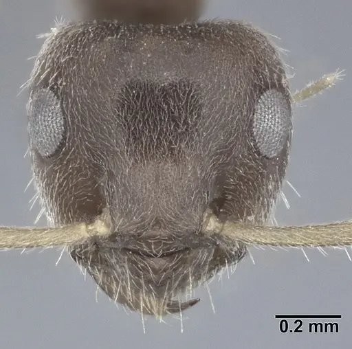 Lasius grandis specimen CASENT0246613 image casent0246613_2