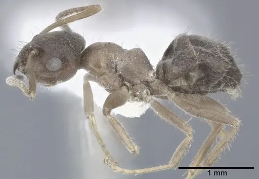 Lasius grandis specimen CASENT0246613 image casent0246613_3