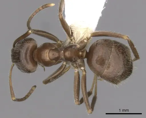 Lasius grandis specimen CASENT0280449 image casent0280449_1