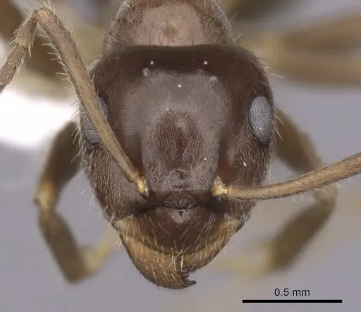 Lasius grandis specimen CASENT0280449 image casent0280449_2