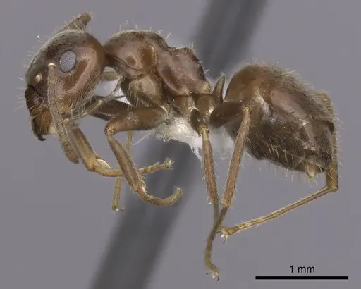 Lasius grandis specimen CASENT0280449 image casent0280449_3