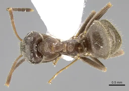 Lasius grandis specimen CASENT0906079 image casent0906079_1