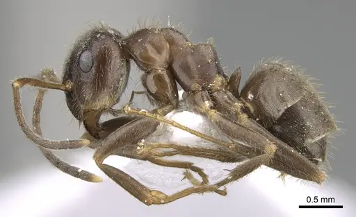 Lasius grandis specimen CASENT0906079 image casent0906079_3