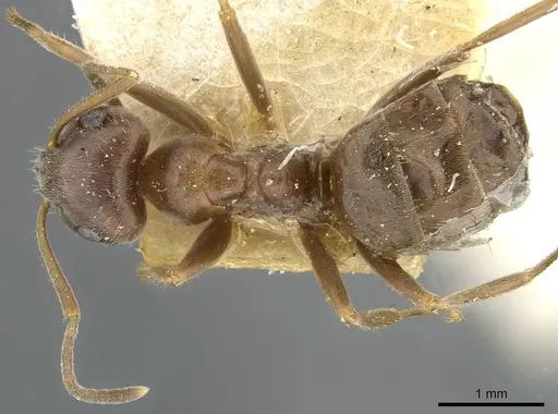 Lasius grandis specimen CASENT0911047 image casent0911047_1