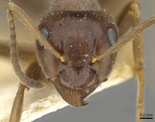 Lasius grandis specimen CASENT0911047 image casent0911047_2