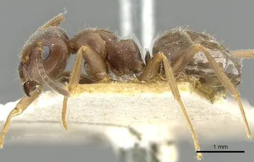 Lasius grandis specimen CASENT0911047 image casent0911047_3