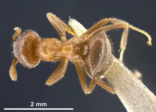 Lasius hayashi specimen ANTWEB1041269 image antweb1041269_1