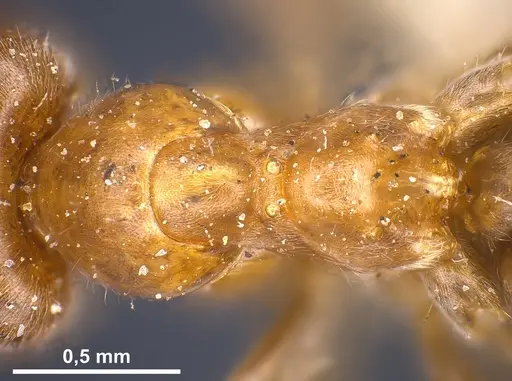 Lasius hayashi specimen ANTWEB1041269 image antweb1041269_2