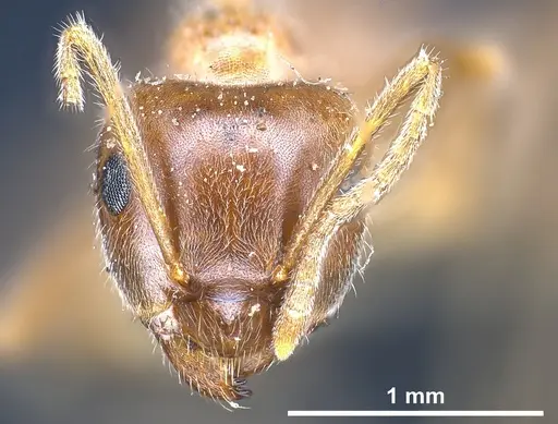 Lasius hayashi specimen ANTWEB1041269 image antweb1041269_3