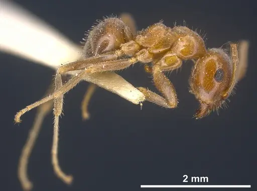 Lasius hayashi specimen ANTWEB1041269 image antweb1041269_4