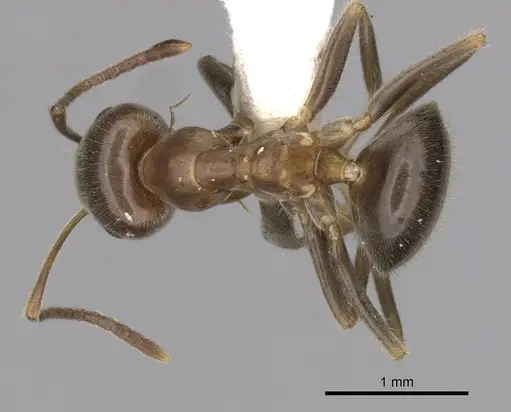 Lasius hayashi specimen CASENT0280448 image casent0280448_1