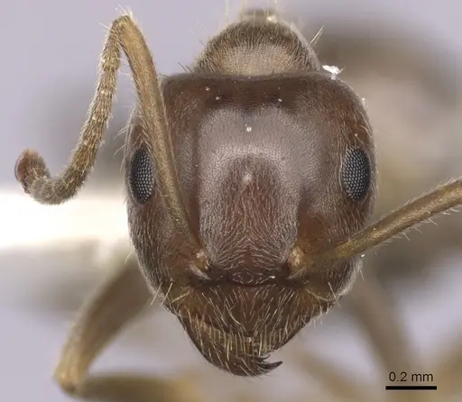 Lasius hayashi specimen CASENT0280448 image casent0280448_2