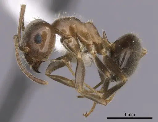 Lasius hayashi specimen CASENT0280448 image casent0280448_3