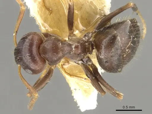 Lasius himalayanus specimen CASENT0903216 image casent0903216_1