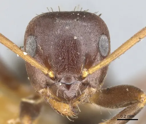 Lasius himalayanus specimen CASENT0903216 image casent0903216_2