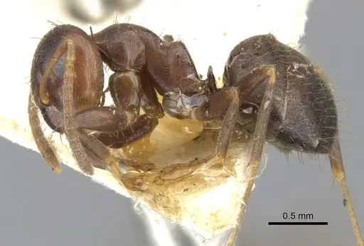 Lasius himalayanus specimen CASENT0903216 image casent0903216_3