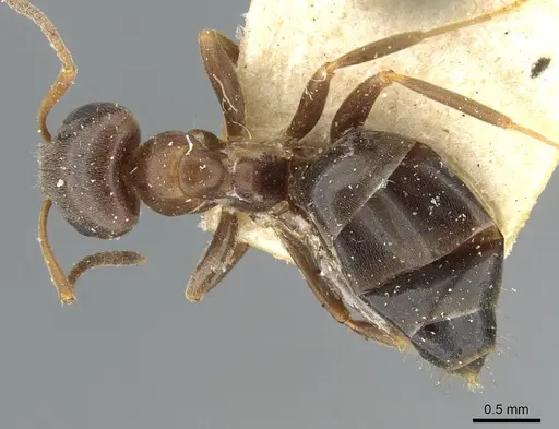 Lasius himalayanus specimen CASENT0911043 image casent0911043_1