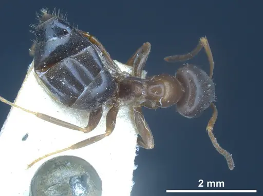 Lasius himalayanus specimen CASENT0911043 image casent0911043_2