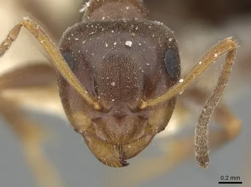 Lasius himalayanus specimen CASENT0911043 image casent0911043_3