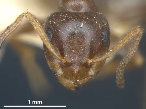 Lasius himalayanus specimen CASENT0911043 image casent0911043_4