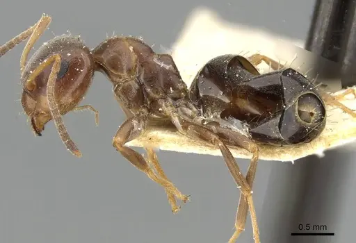 Lasius himalayanus specimen CASENT0911043 image casent0911043_5