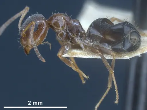 Lasius himalayanus specimen CASENT0911043 image casent0911043_6