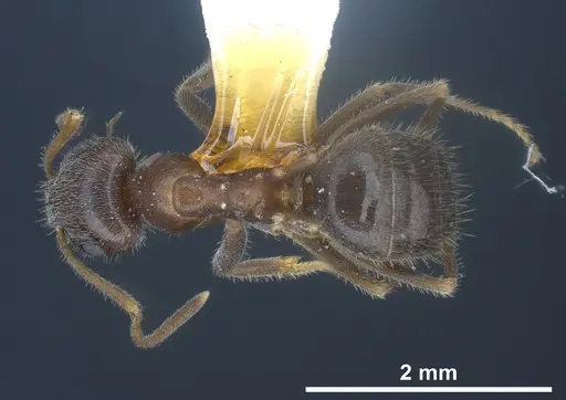 Lasius hirsutus specimen ANTWEB1041442 image antweb1041442_1