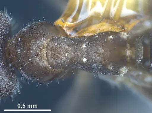 Lasius hirsutus specimen ANTWEB1041442 image antweb1041442_2