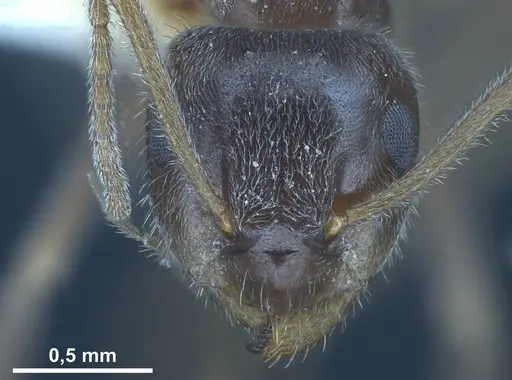 Lasius hirsutus specimen ANTWEB1041442 image antweb1041442_3