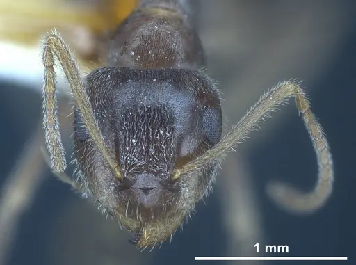 Lasius hirsutus specimen ANTWEB1041442 image antweb1041442_4