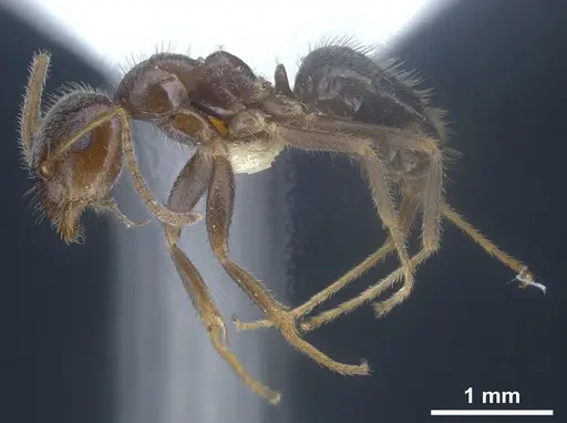 Lasius hirsutus specimen ANTWEB1041442 image antweb1041442_5