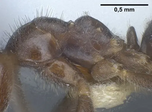 Lasius hirsutus specimen ANTWEB1041442 image antweb1041442_6