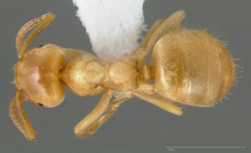 Lasius humilis specimen CASENT0005407 image casent0005407_1