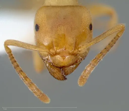 Lasius humilis specimen CASENT0005407 image casent0005407_2