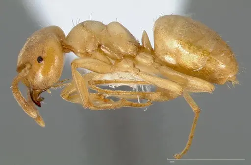 Lasius humilis specimen CASENT0005407 image casent0005407_3
