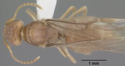 Lasius humilis specimen CASENT0102803 image casent0102803_1