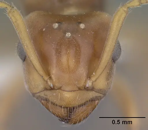 Lasius humilis specimen CASENT0102803 image casent0102803_2
