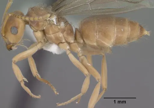 Lasius humilis specimen CASENT0102803 image casent0102803_3