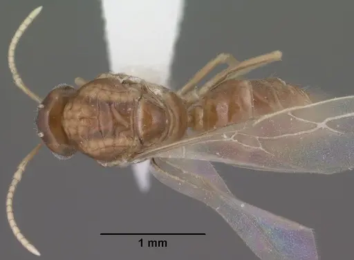 Lasius humilis specimen CASENT0102804 image casent0102804_1