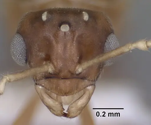 Lasius humilis specimen CASENT0102804 image casent0102804_2