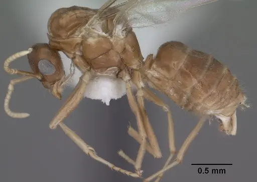 Lasius humilis specimen CASENT0102804 image casent0102804_3