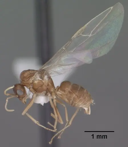 Lasius humilis specimen CASENT0102804 image casent0102804_4