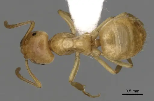 Lasius humilis specimen CASENT0280462 image casent0280462_1